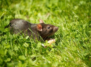 Infografis: 7 Cara Alami Usir Tikus dari Rumah Tanpa Bahan Kimia