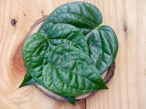 10 Khasiat Daun Sirih, Banyak Manfaat Asal Penggunaannya Tepat