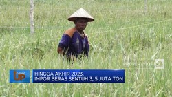 Miris! Provinsi Lumbung Beras, Defisit Beras