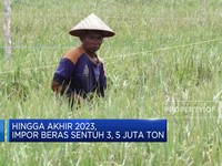 Miris! Provinsi Lumbung Beras, Defisit Beras