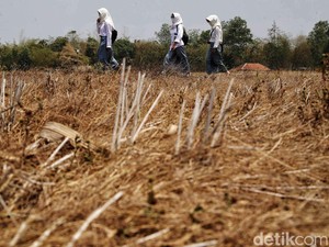 Darurat Mitigasi Perubahan Iklim Menghadapi El Nino Godzilla