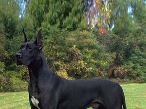 Pria Bawa Anjing Great Dane, Pramugari dan Penumpang Tertekan