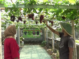 Kemandirian Ekonomi Petani Tradisional