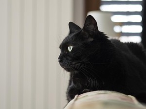 Alasan Kucing Suka Menatap Sudut Kosong, Ada Faktor Mistis?