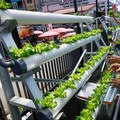 Bertani di Lahan Sempit, Intip Kisah BRInita di Jayapura