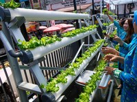 Bertani di Lahan Sempit, Intip Kisah BRInita di Jayapura