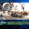 Fenomena El Nino Ancam Produksi Sawit, Ini Kata Pengusaha