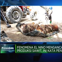 Fenomena El Nino Ancam Produksi Sawit, Ini Kata Pengusaha