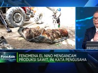 Fenomena El Nino Ancam Produksi Sawit, Ini Kata Pengusaha
