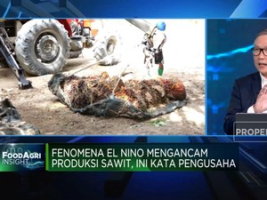 Fenomena El Nino Ancam Produksi Sawit, Ini Kata Pengusaha