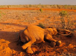 Ilmuwan Akhirnya Sibak Misteri Kematian Massal Ratusan Gajah