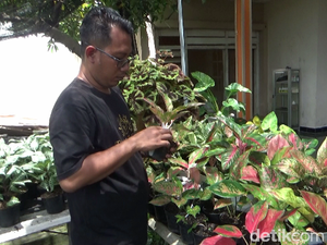 Dari Hobi Tanaman Hias Aglonema Jadi Cuan Jutaan Rupiah