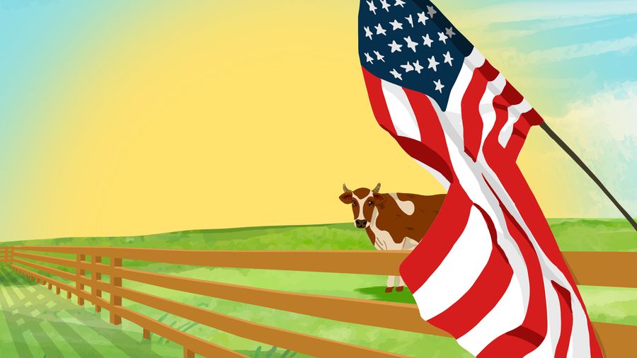 Perang Minggir Dulu, Amerika Pening Gara-Gara Sapi