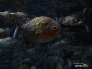 Tempat Ini Ideal untuk Healing dan Aquarium Date