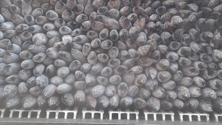 Ekspor produk perikanan Indonesia ke China, Jepang, dan AS. (Dok. PT Perikanan Indonesia)