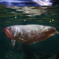 Terungkap! China Doyan Impor Ikan Arwana RI Alasannya Ini