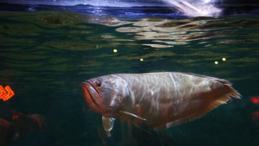 Ikan Arwana. (Dok. Pexel)