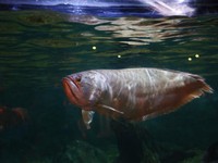 Terungkap! China Doyan Impor Ikan Arwana RI Alasannya Ini