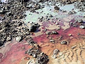 Video POV Lihat Alga dan Kerang Disulap Jadi Karya Seni