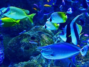 16 Ciri-ciri Ikan Secara Umum: Kenali Klasifikasi dan Morfologinya