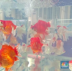 Tendang Jepang & Jadi Raja Ikan Hias Dunia, RI Pakai Cara Ini