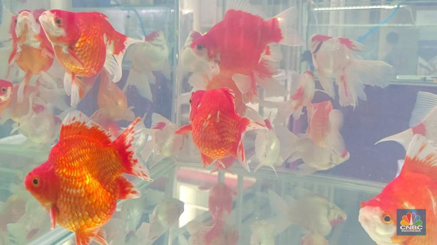 Pameran ikan hias yang digelar KKP di Kuningan, Jakarta Selatan. (CNBC Indonesia/Martyasari Rizky)
