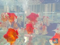 Tendang Jepang & Jadi Raja Ikan Hias Dunia, RI Pakai Cara Ini