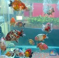 Aneh Bin Ajaib, Singapura Punya Laut Kecil Raja Ikan Hias