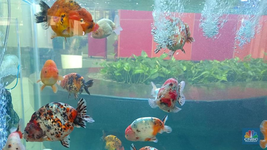 Pameran ikan hias yang digelar KKP di Kuningan, Jakarta Selatan. (CNBC Indonesia/Martyasari Rizky)