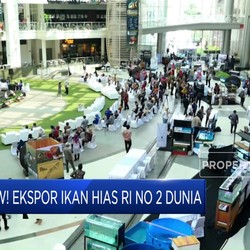 Wow! Ekspor Ikan Hias RI No 2 Dunia