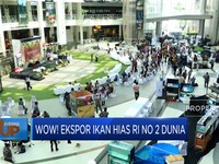 Wow! Ekspor Ikan Hias RI No 2 Dunia