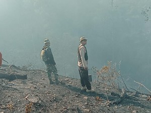 Kebakaran Hutan Pinus di Toraja Utara, 20 Hektare Areal Hangus Dilalap Api