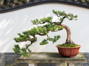 7 Tips Merawat Bonsai untuk Pemula
