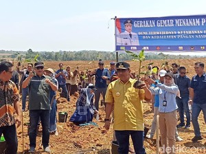 Pj Gubernur Sulsel Bahtiar Ajak Jokowi Tinjau Budi Daya Pisang Tahun Depan