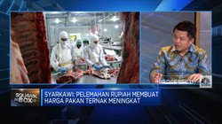 Masih Tergantung Impor, RI Jauh Dari Swasembada Daging Sapi?