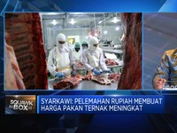Masih Tergantung Impor, RI Jauh Dari Swasembada Daging Sapi?