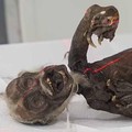 Peneliti Ungkap Misteri Mumi Putri Duyung Jenglot