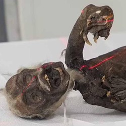 Peneliti Ungkap Misteri Mumi Putri Duyung Jenglot