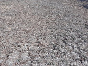 Kepala BMKG: Water Hotspot Indonesia Tidak Separah Negara Lain, Tapi..