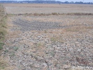 Musim Panas Nggak Kelar-kelar, Sawah di Tangerang Jadi Sekering Ini!