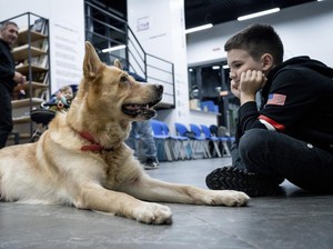 Beraktivitas Bersama Anjing Bisa Meningkatkan Kemampuan Otak, Kok Bisa?
