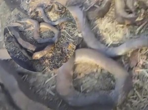 Ular-ular Hangus Ditemukan di Bekas Lahan Kebakaran, Begini Penampakannya