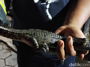 Hiii! Anakan Buaya Muara Muncul di Saluran Irigasi Kalikebo Klaten