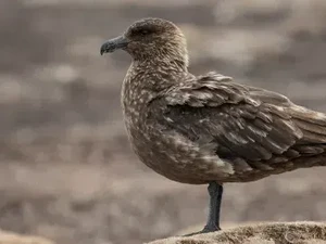 Untuk Pertama Kalinya, Flu Burung Terdeteksi di Antartika