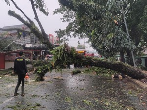 Sejumlah Pohon Tumbang dan Tutup Jalan Imbas Hujan Lebat di Bogor