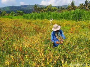 Harga Naik, Petani Cabai di Karangasem Malah Gagal Panen Merugi Rp 15 Juta
