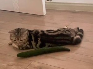 Kenapa Kucing Takut dengan Timun?
