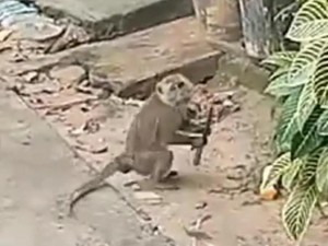 Heboh Monyet Liar Masuk Permukiman di Batam, Sempat Bawa Pisau-Kejar Warga