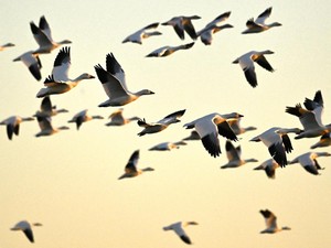 Mengapa Burung Senang Bermigrasi? Ternyata Ini Alasannya