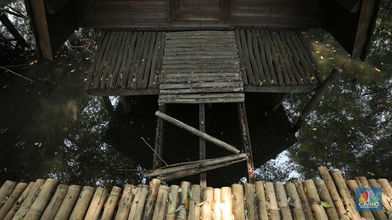 Taman Wisata Alam Angke, Kapuk (TWA) di Jakarta Utara mangrove memiliki luas sebesar 99,82 Ha yang dimanfaatkan untuk pariwisata dan rekreasi terbengkalai di sebagian lokasi, Kamis (2/11/2023). (CNBC Indonesia/Tri Susilo)
